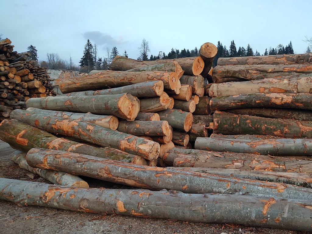 tronchi da ardere ideale legno